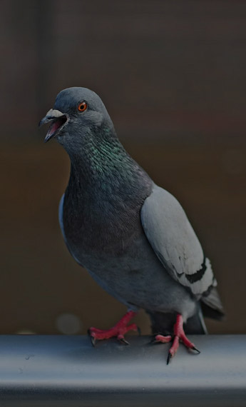 Dépigeonnage