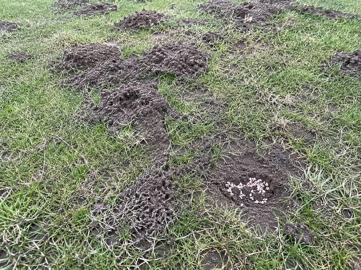 Nids de taupes
