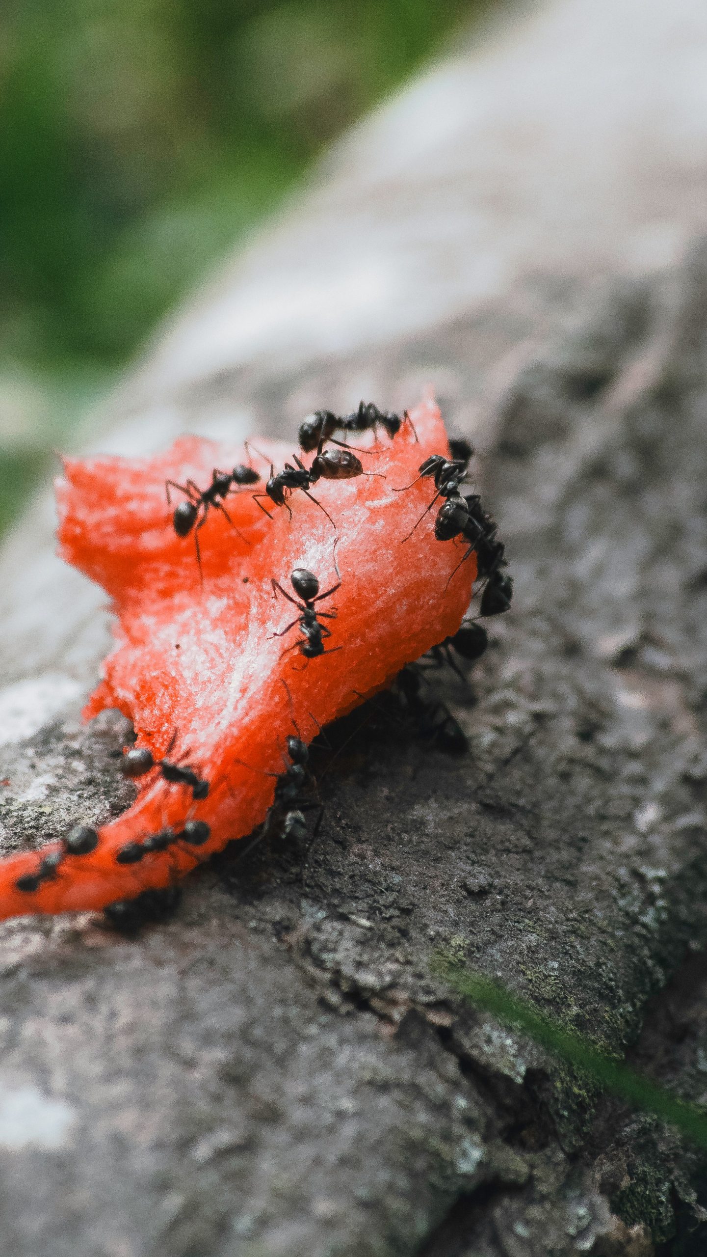 Fourmis