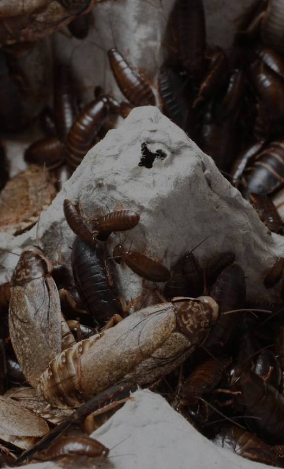 insectes rampants